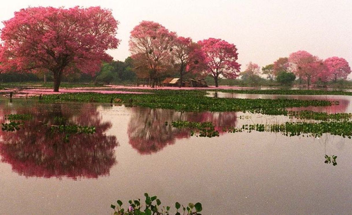 Lugar Pantanal del Chaco