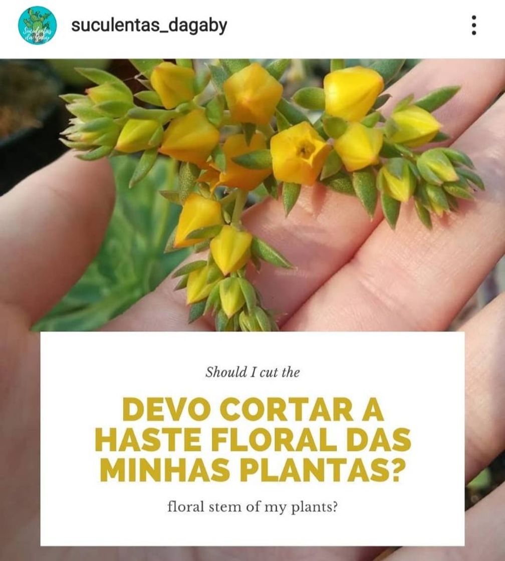 Fashion Você corta a haste floral das suas suculentas? 🤔