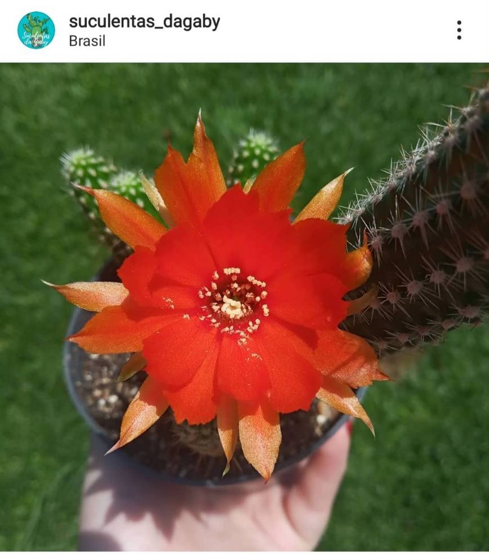 Moda Vocês precisam ver a flor desse cactus 🌵