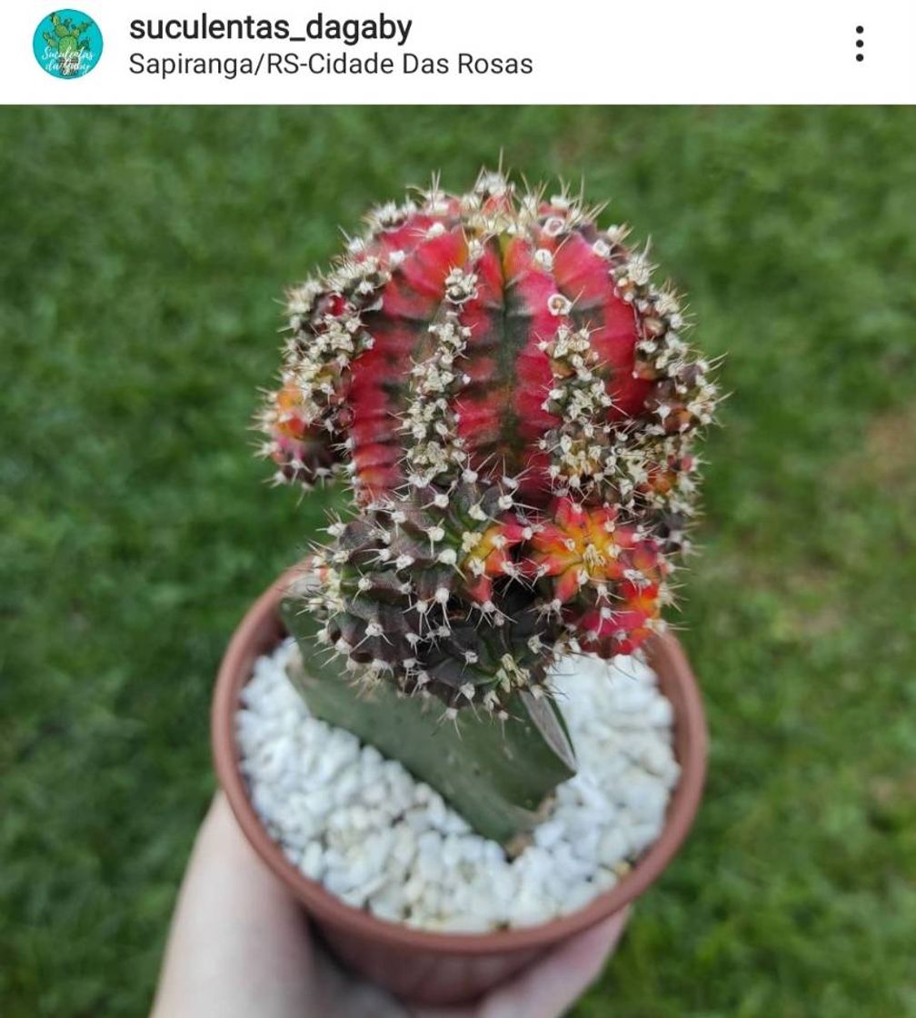 Moda Esse cactus é simplesmente magnífico ❤️