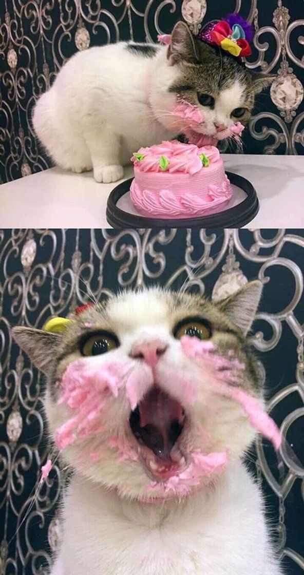 Moda um gatinho comendo bolo 🎂 