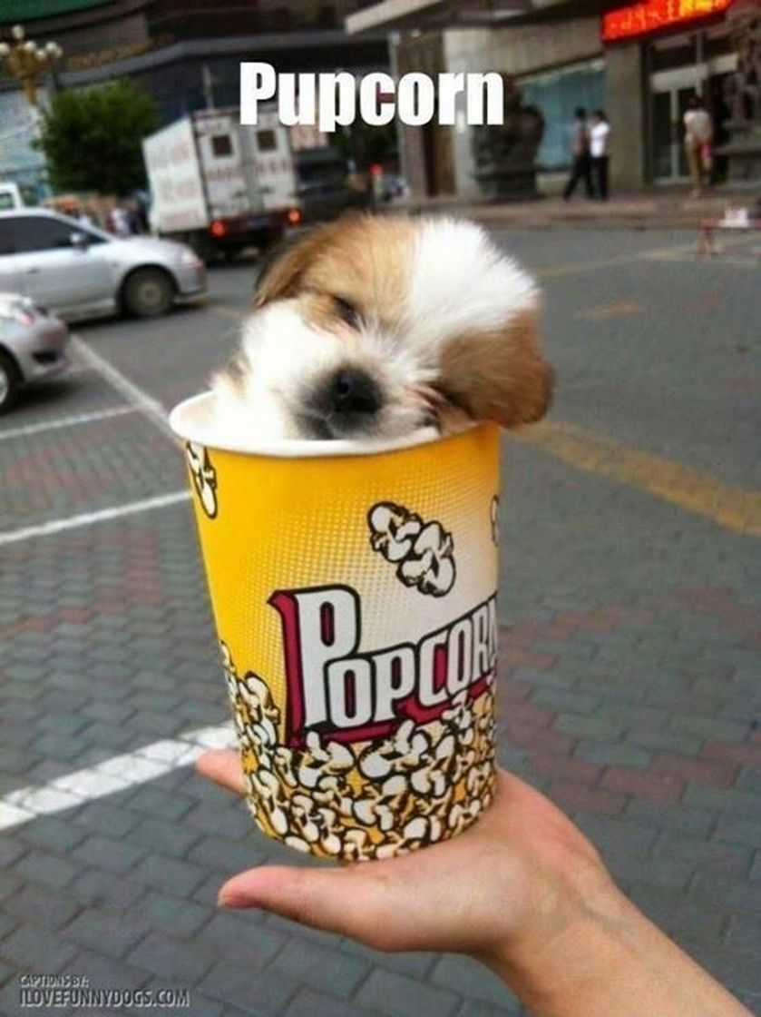 Fashion pupcorn 