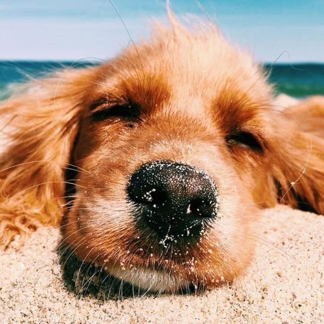 Moda cachorrinho tomando sol