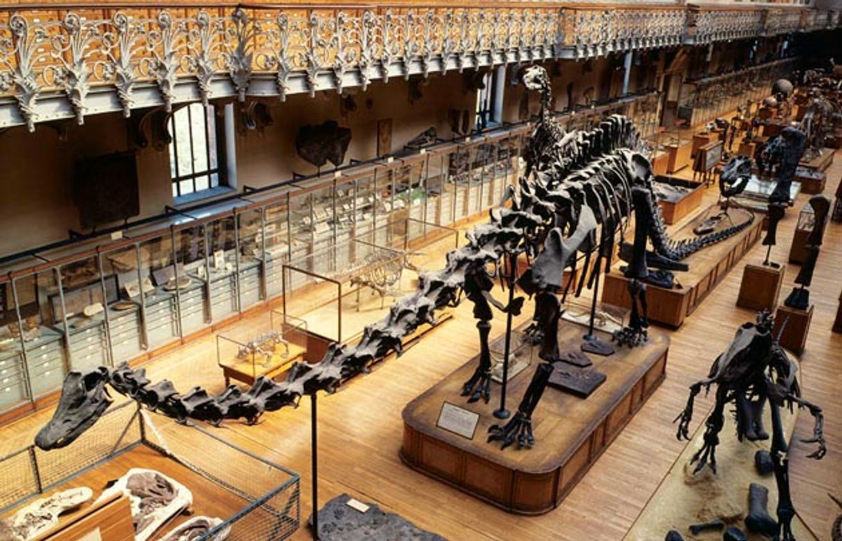 Lugar Museo nazionale di storia naturale di Francia