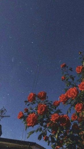 Céu e rosas 💙🌹