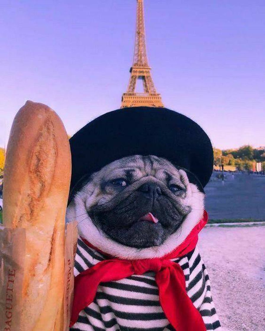 Moda PUG