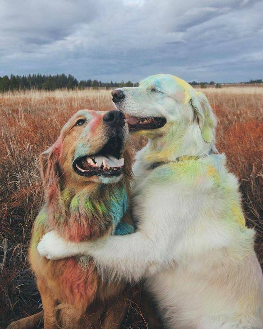 Moda Dogs rainbow 🌈