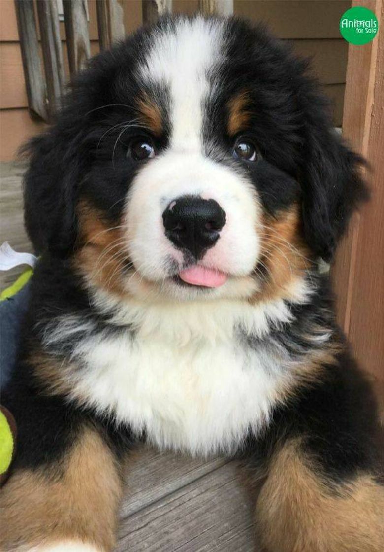 Social Bernese Mountain