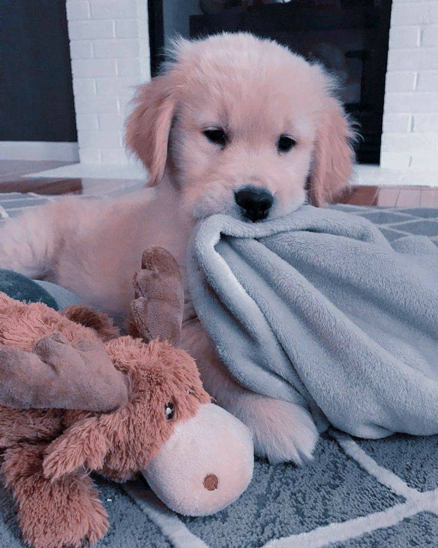 Social Golden Retriever