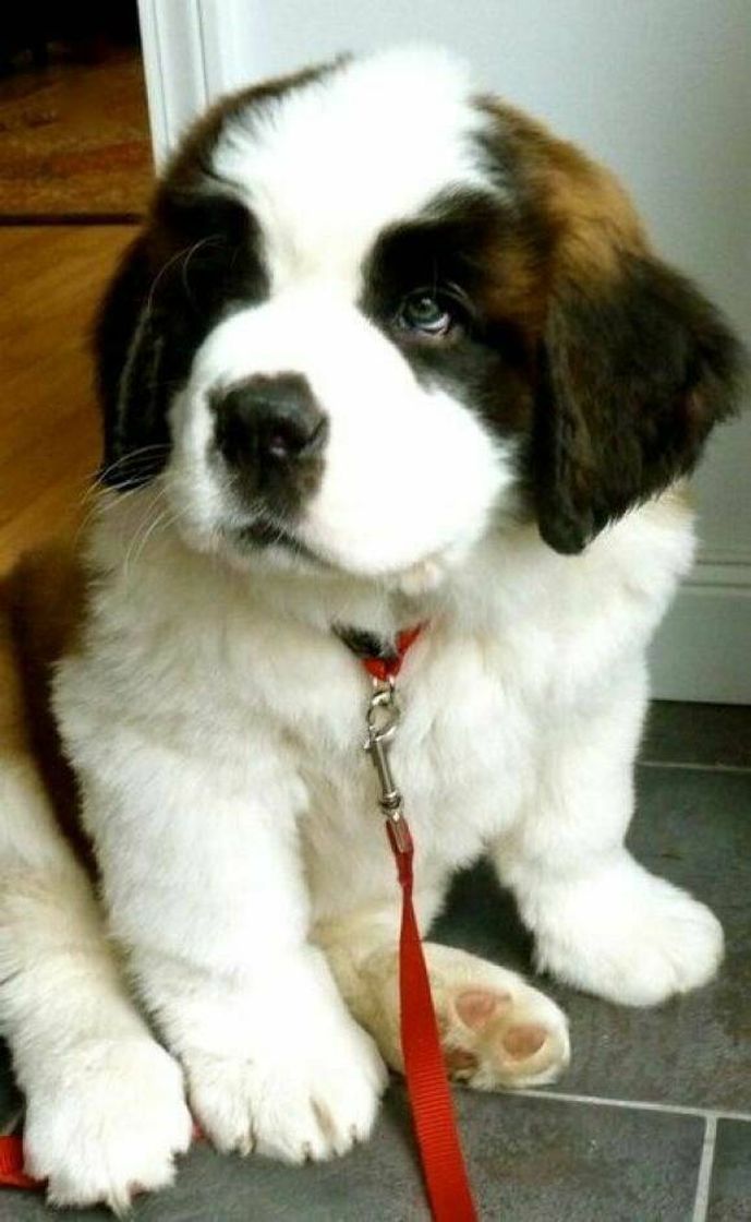 Social São Bernardo