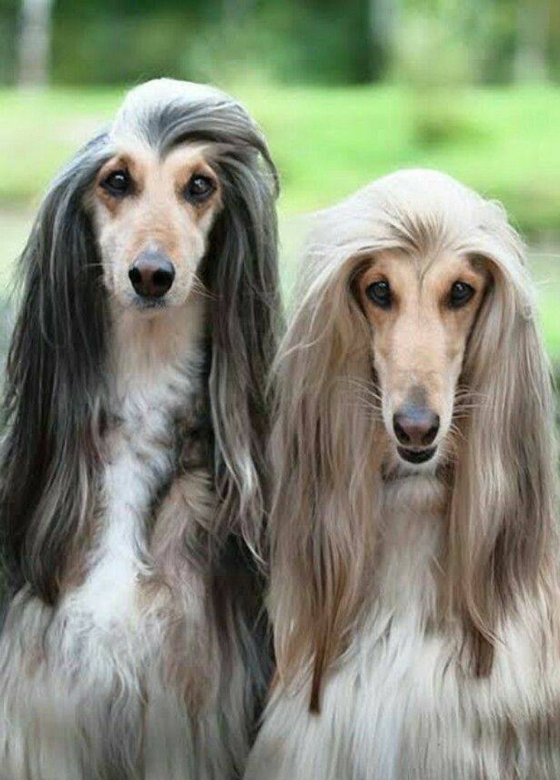 Social Afghan Hound
