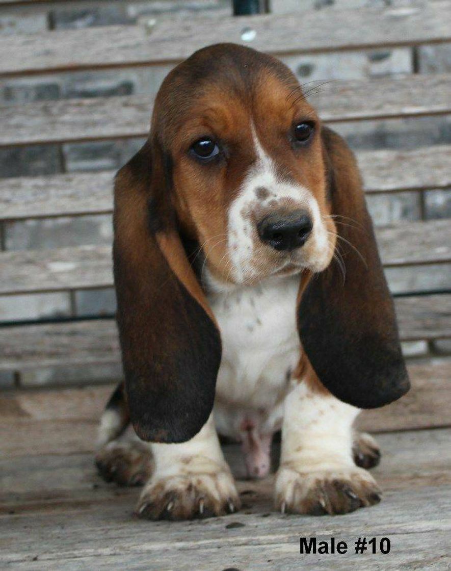 Social Basset Hound