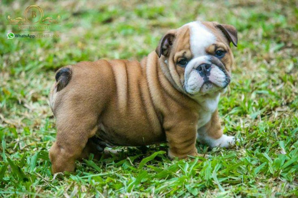 Social Buldogue Inglês