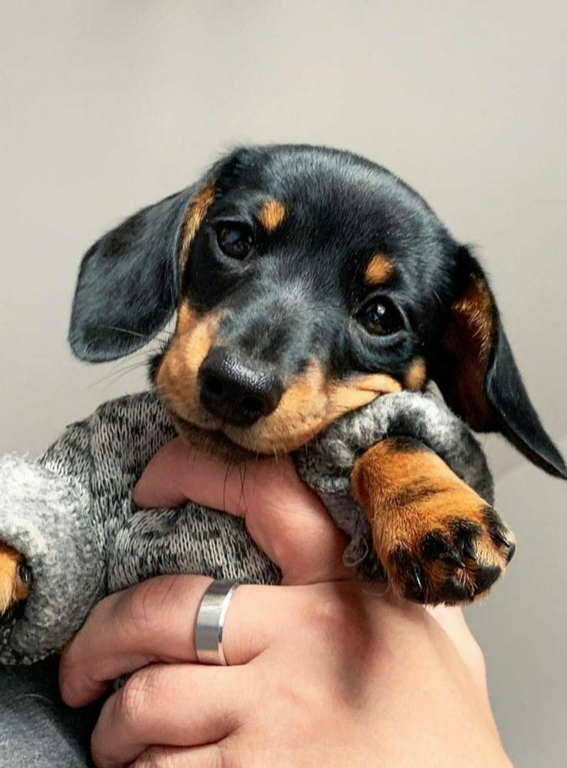 Social Dachshund