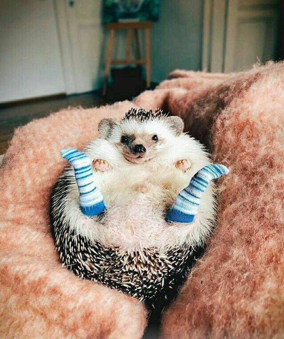 Fashion Porco espinho🦔