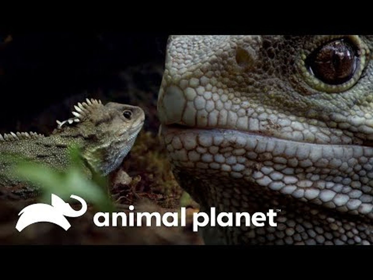 Moda NOVA ZELÂNDIA SELVAGEM - ANIMAL PLANET