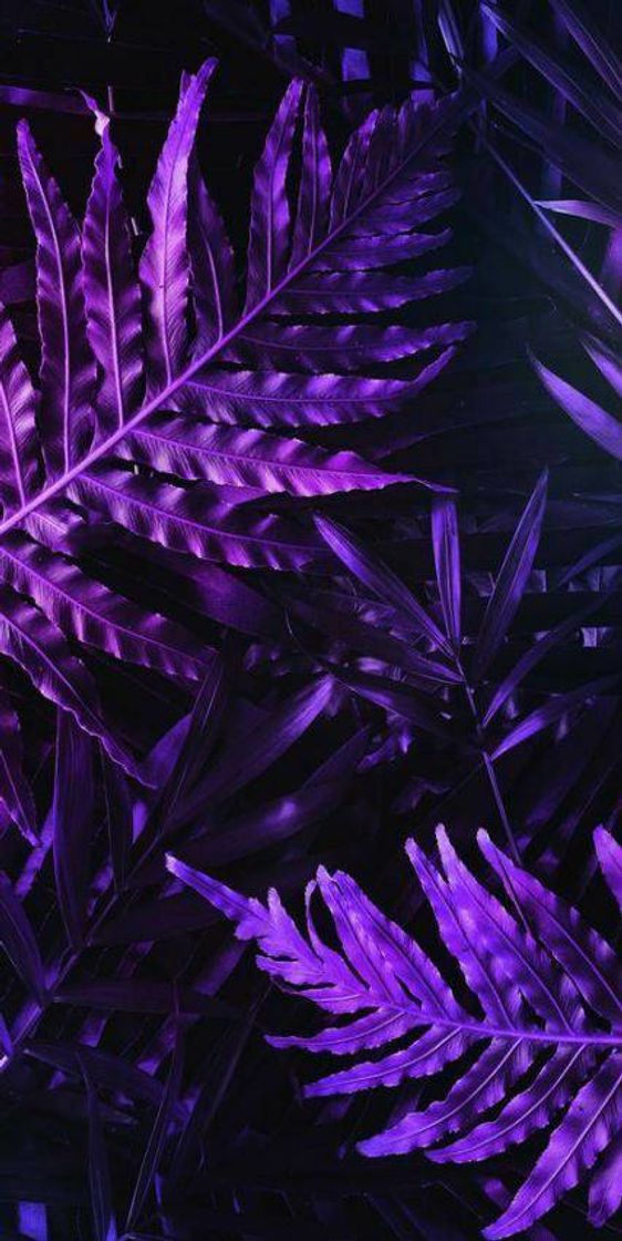 Fashion Roxo