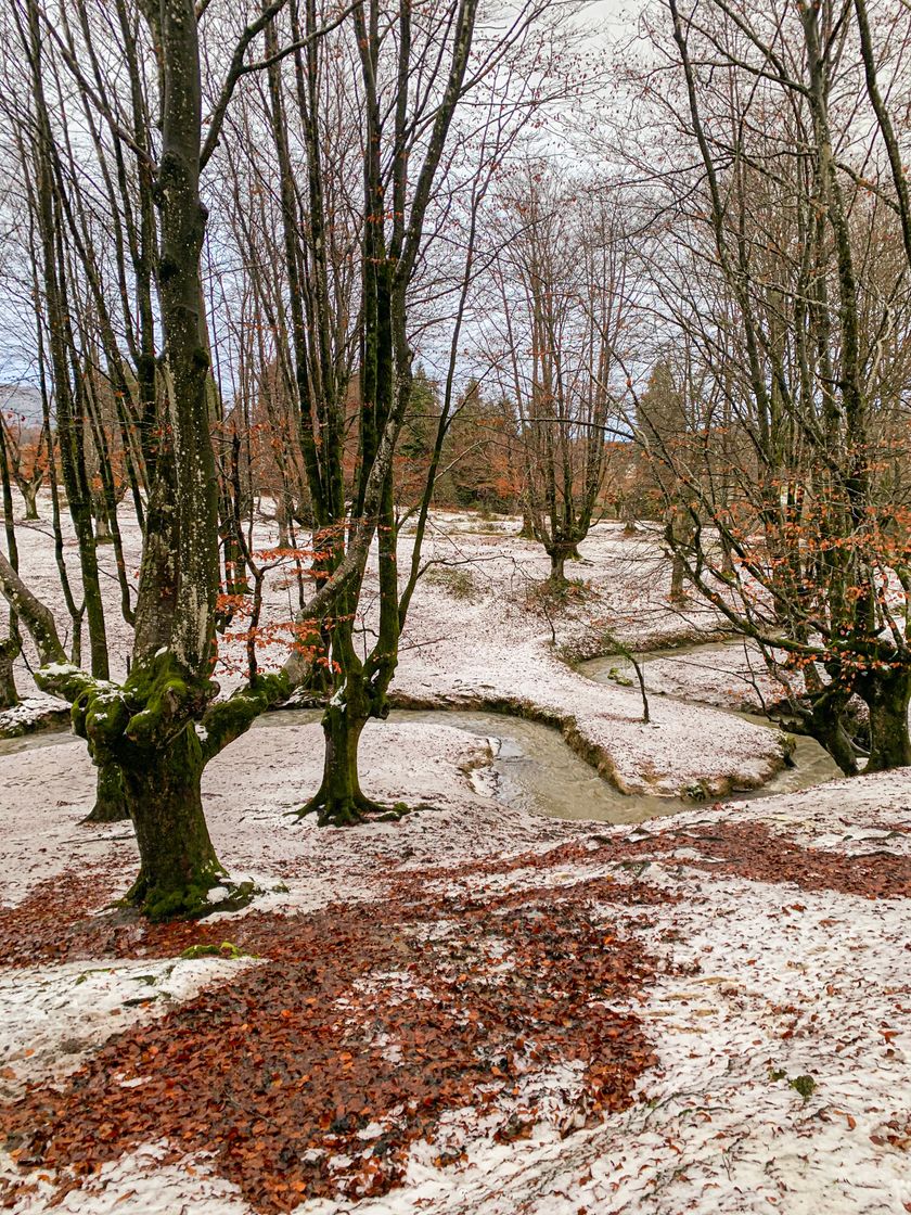 Place Hayedo de Otzarreta