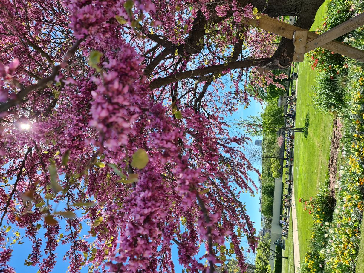 Place Jardin des Tuileries