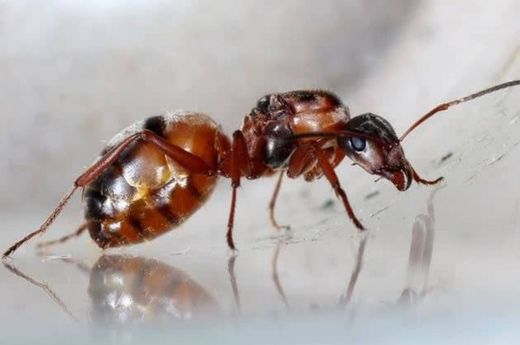 As formigas têm dois estômagos