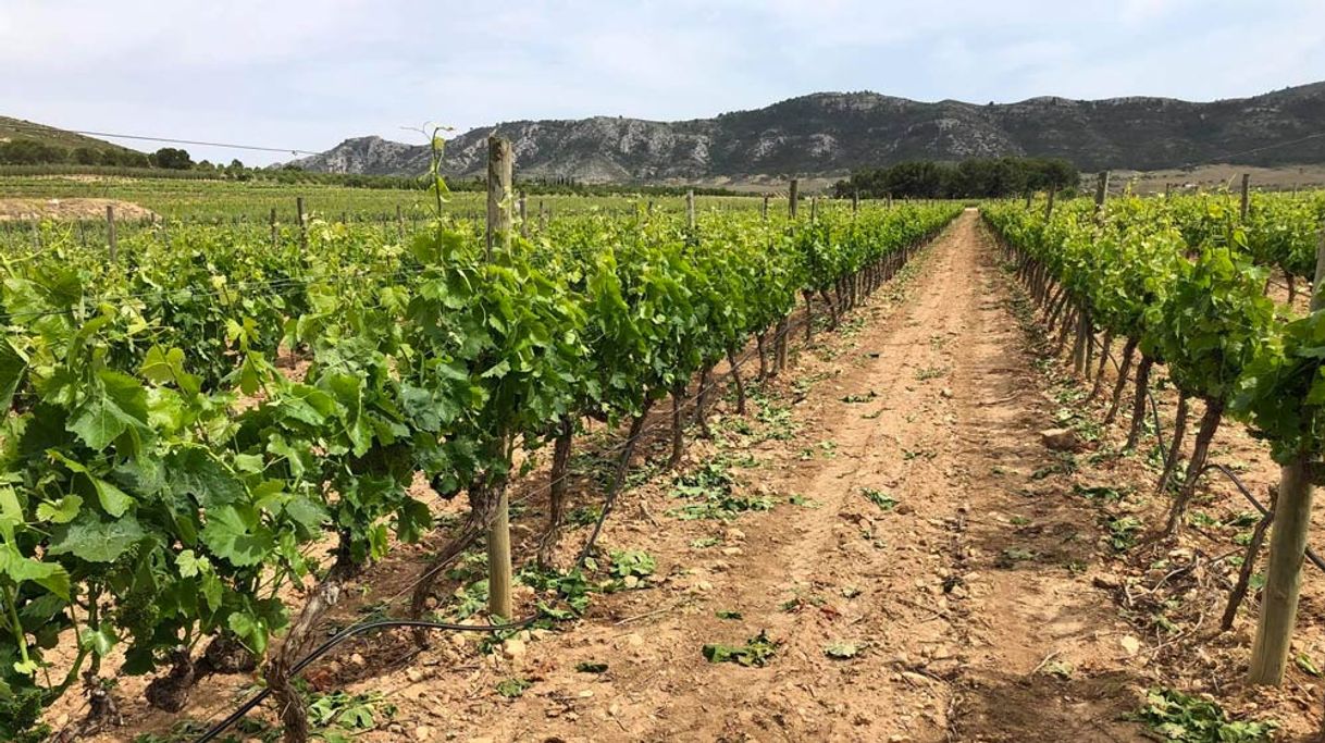 Place Bodegas Enrique Mendoza, S.L.