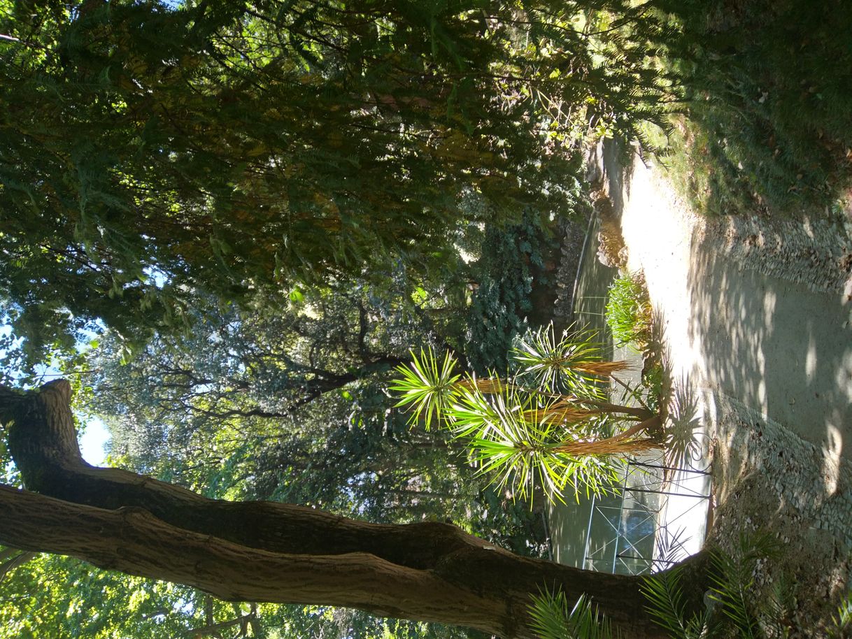 Lugar Jardín Botánico de la Universidad de Lisboa