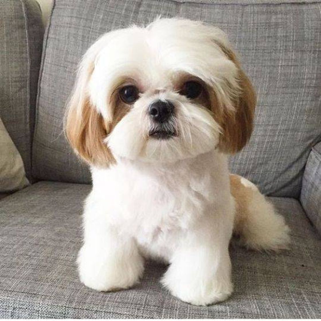 Moda Cachorro shih tzu