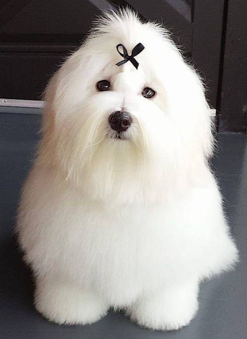 Fashion Cachorro coton de tulear 