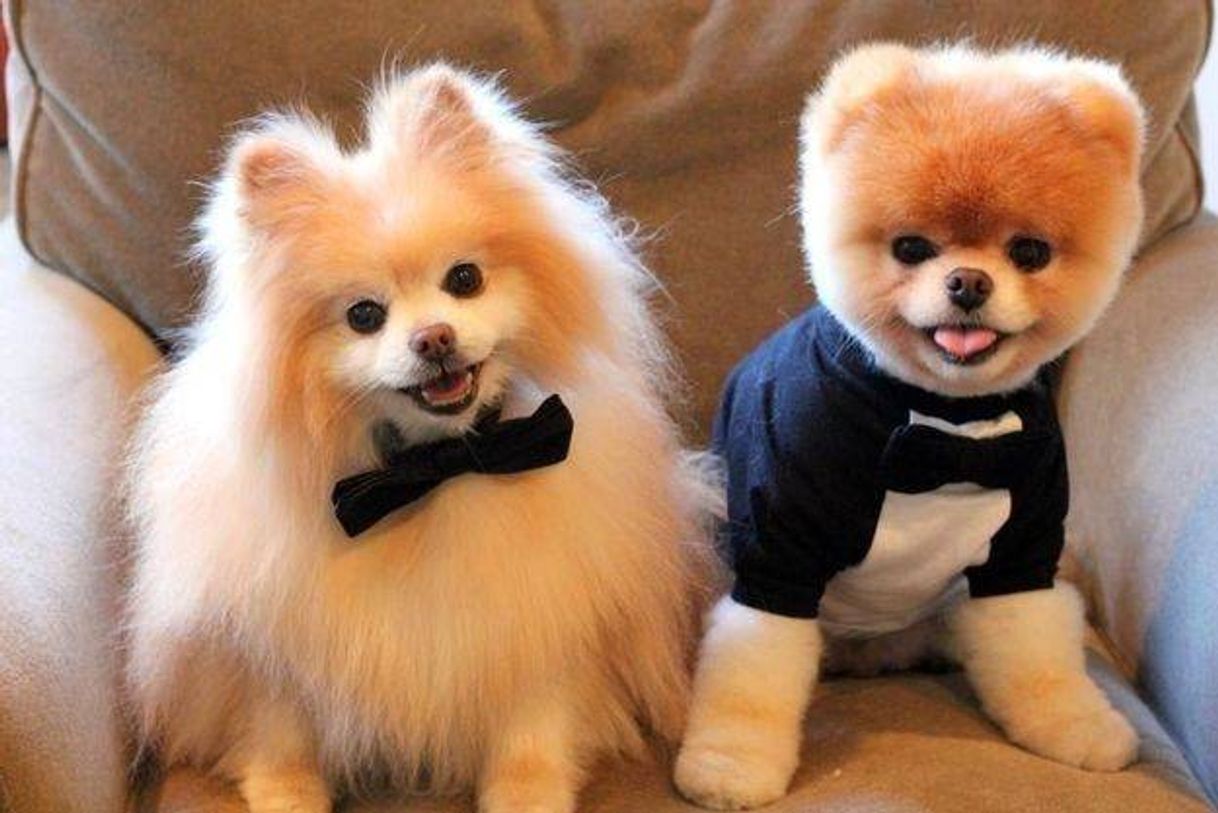 Moda Cachorro Lulu da pomerania 