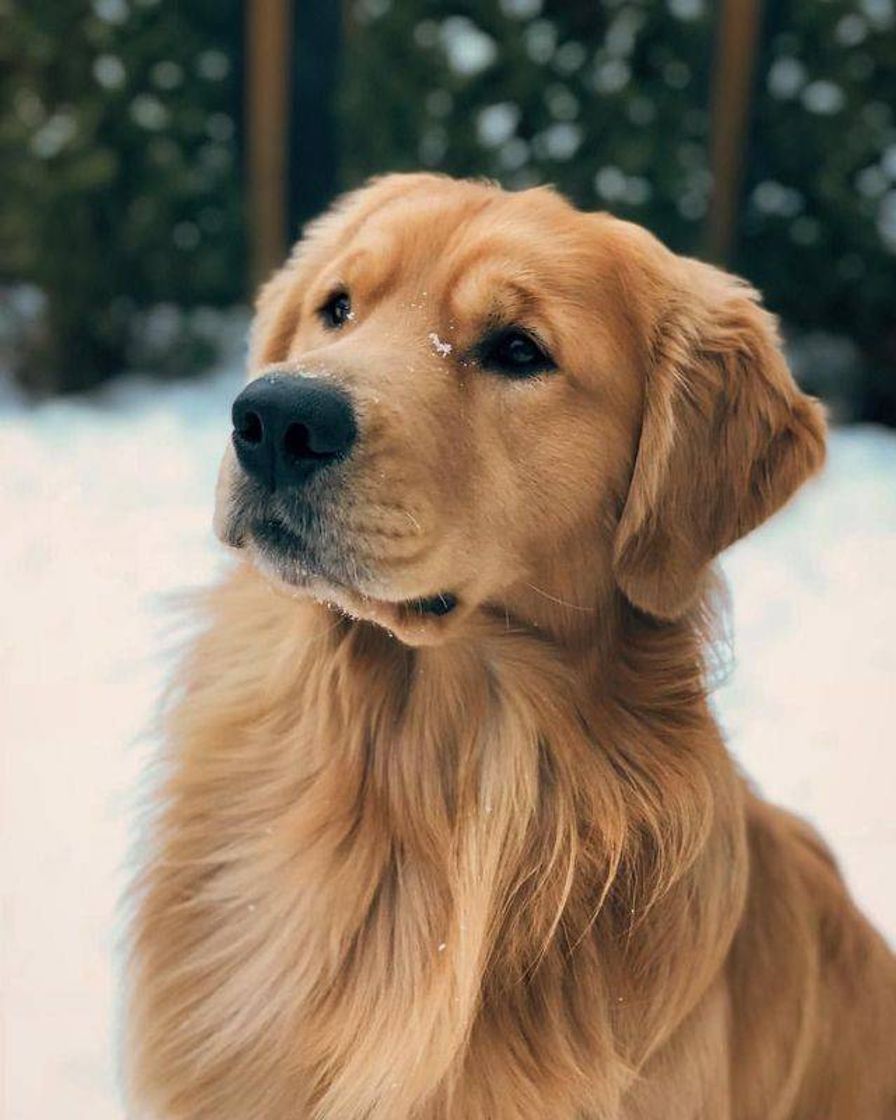 Fashion Cachorro Golden retriever 