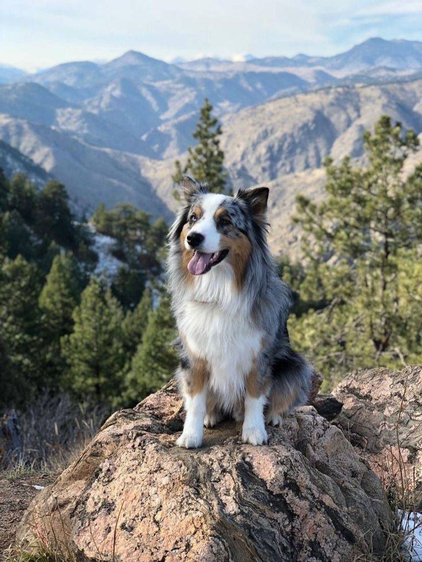 Moda Cachorro Australian Shepherd