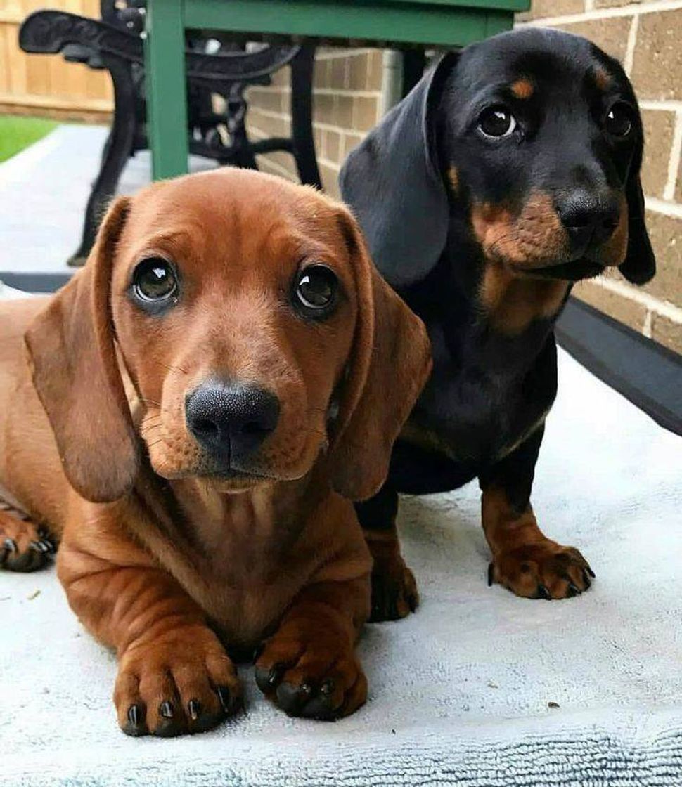 Fashion Cachorro Dachshund 