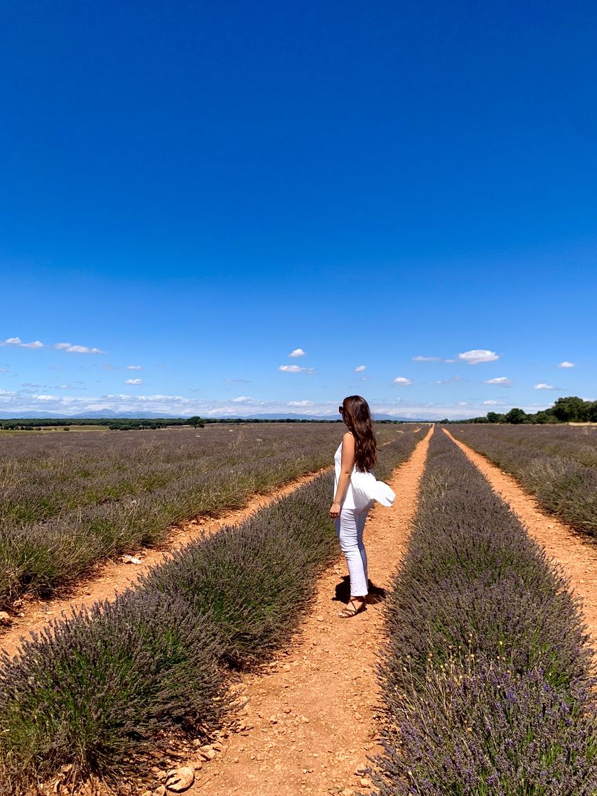 Place Campos De Lavanda