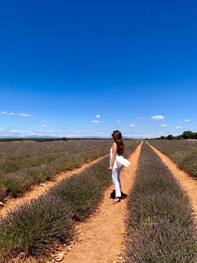 Campos De Lavanda