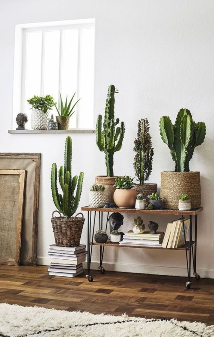 Social Aprenda purificar facilmente o ar de sua sala com plantas 🌱