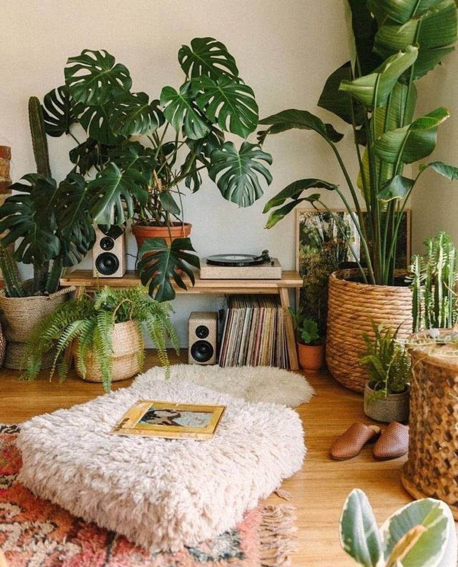 Social Jardim pequeno, na sua casa ou em apartamento! 