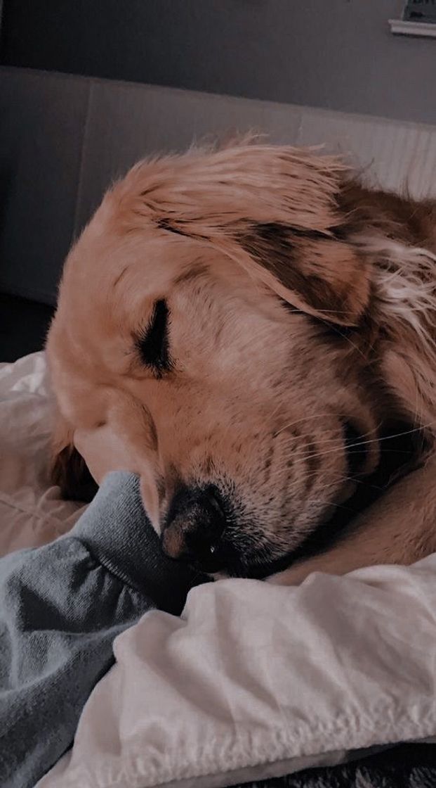 Social Golden retriever