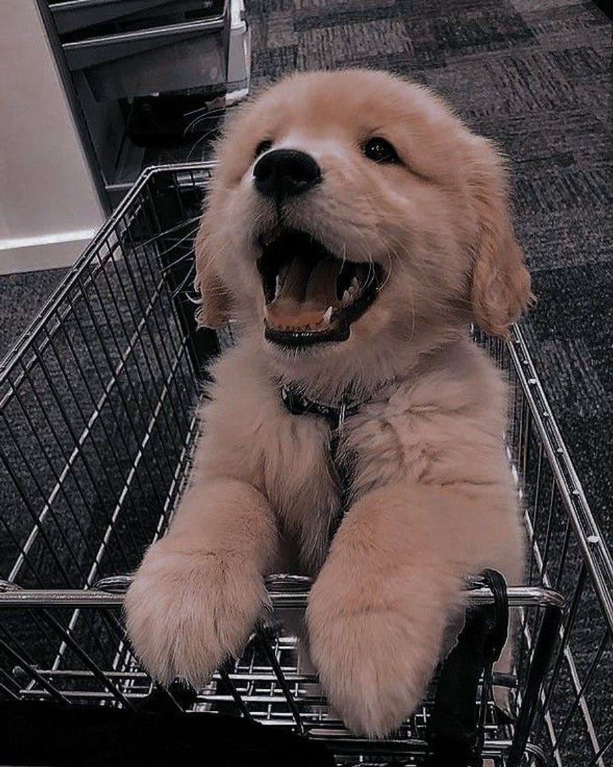 Social Golden retriever 