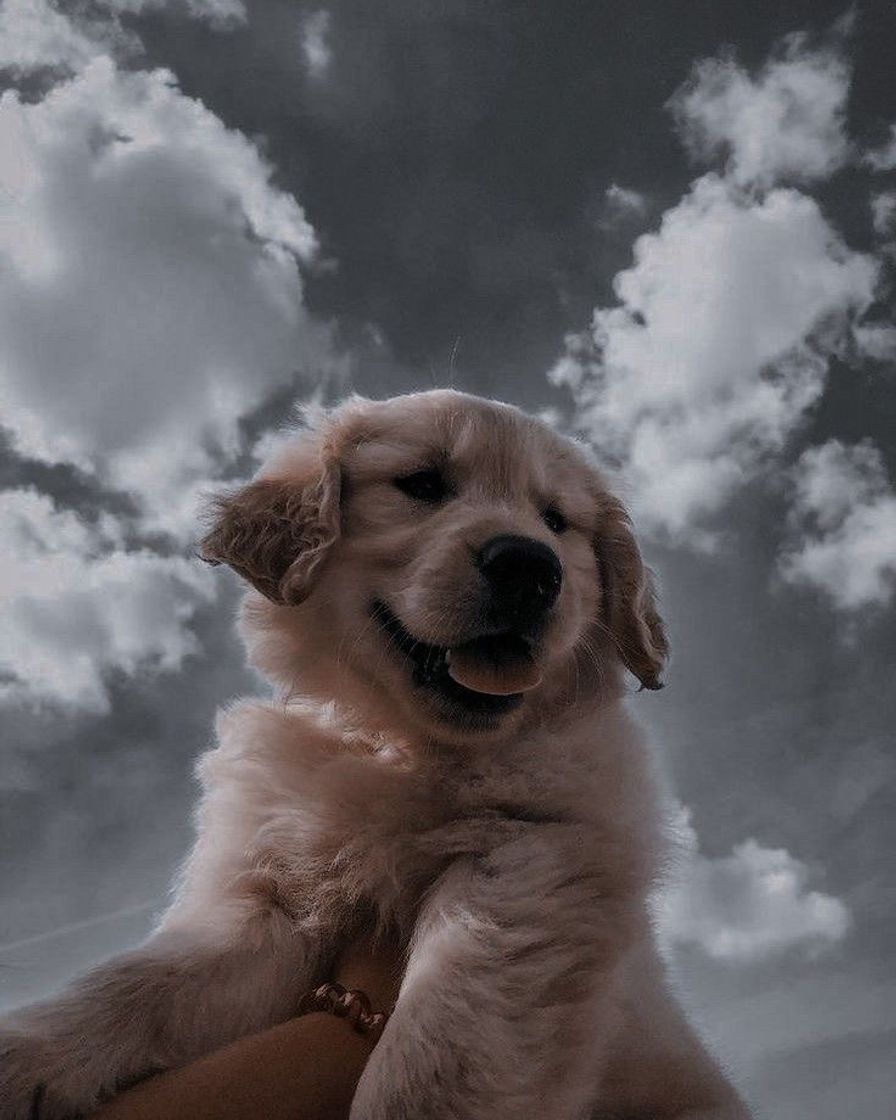 Social Golden retrievers 