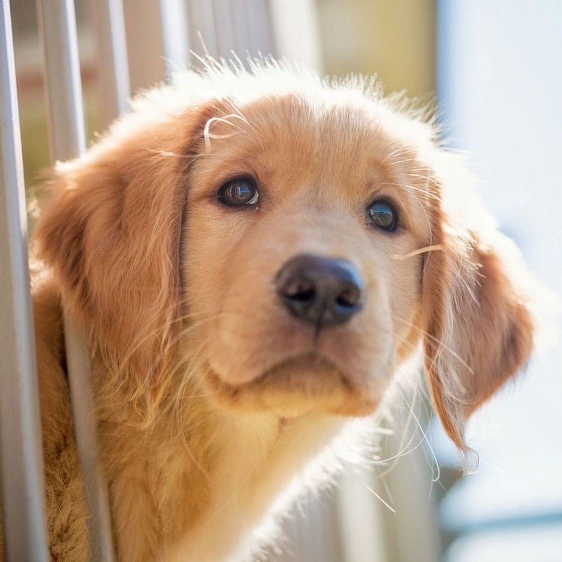Social Golden retriever