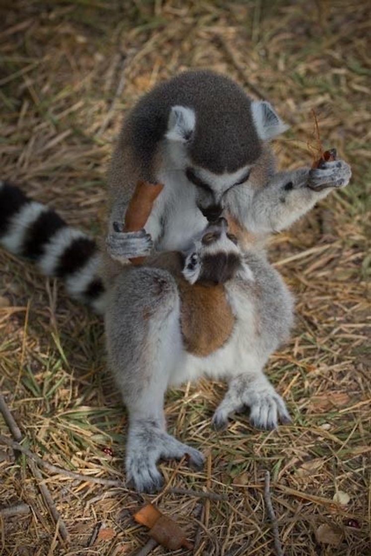 Fashion madagascar 