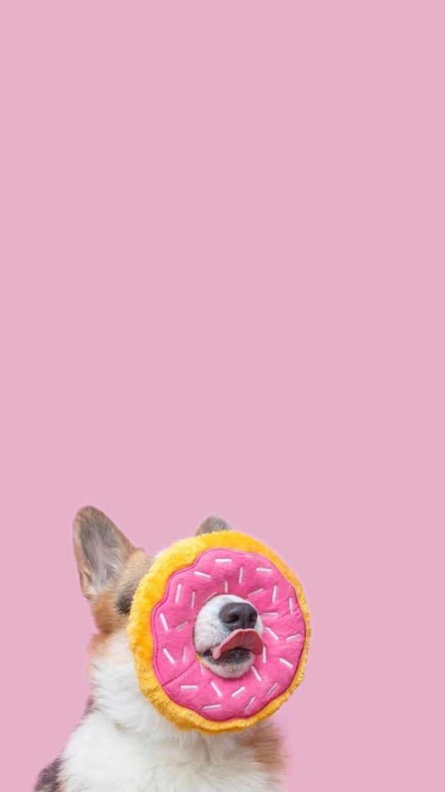 Fashion Donut 🍩 