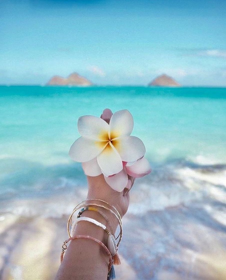 Moda Beach flower wallpaper🌺