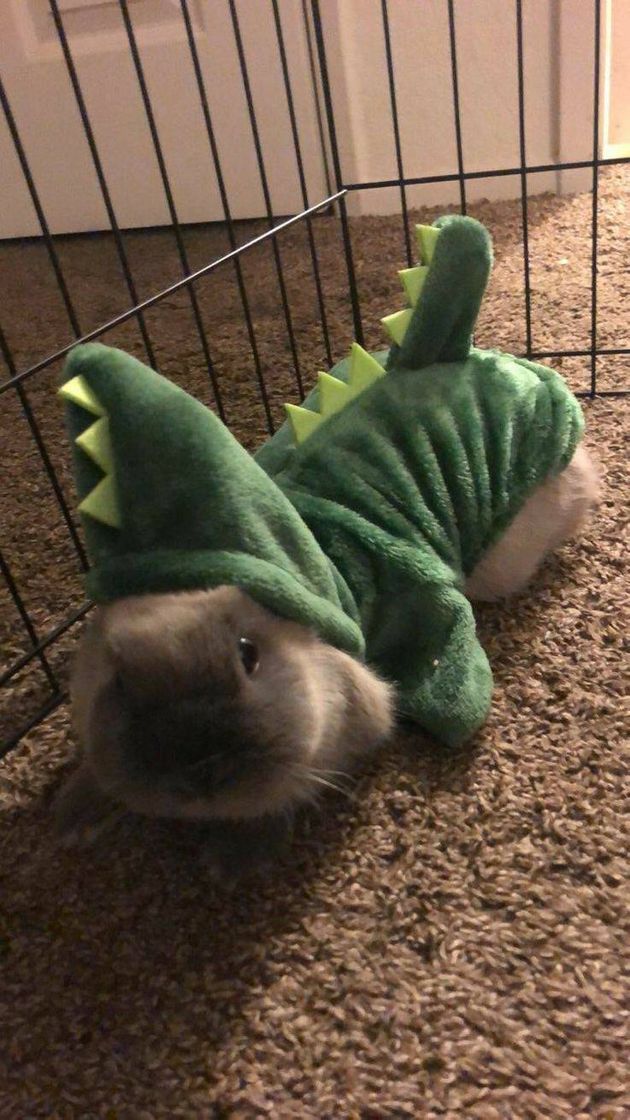 Social coelhinho ou dinossaurinho?