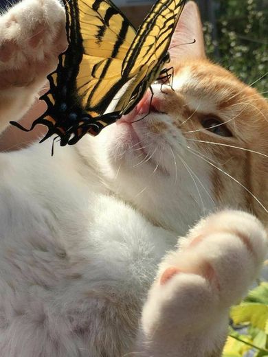 a cat and the butterfly