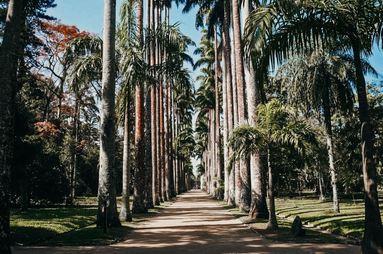 Lugar Jardim Botânico