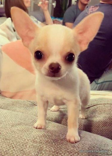 Chihuahua 🐶❤️