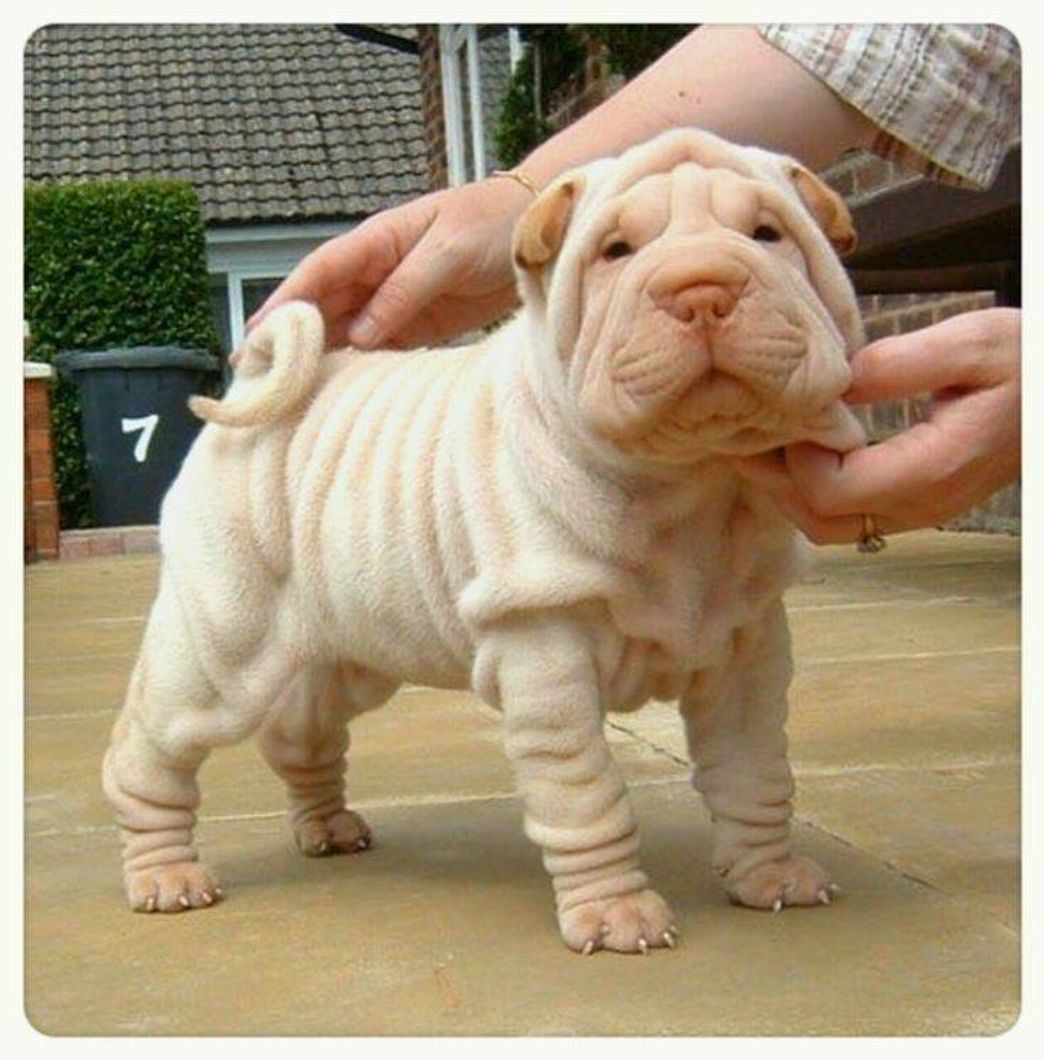 Moda Sharpei