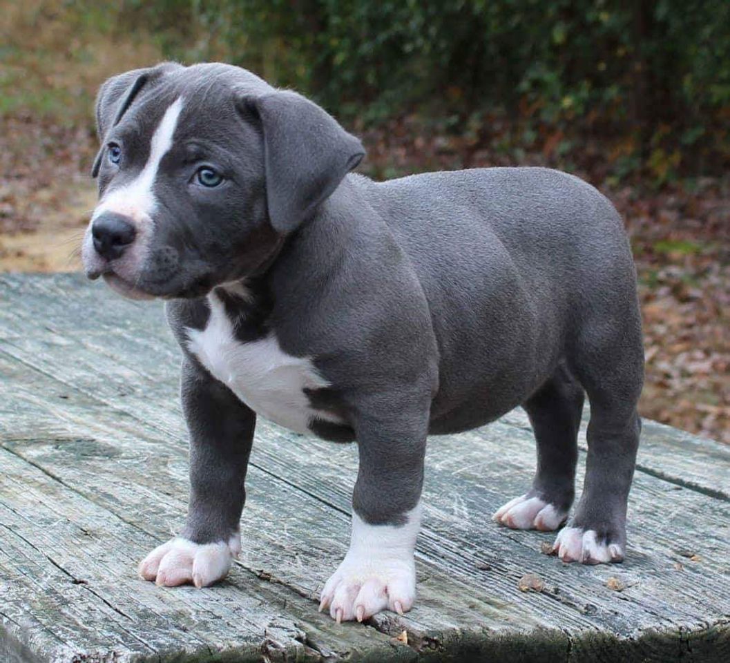 Fashion Pitt Bull