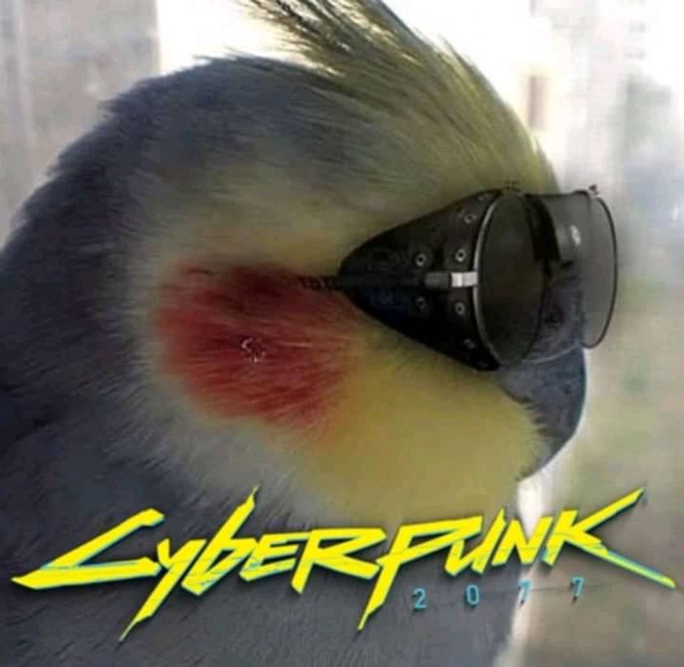 Moda pássaro cyberpunk 🤏😎